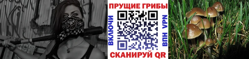 Галлюциногенные грибы мицелий  дарнет шоп  Пугачёв 